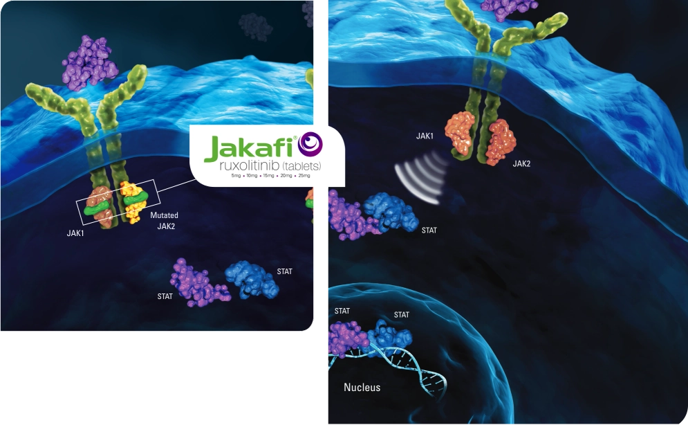 Mechanism of Action showing Jakafi® (ruxolitinib) targeting the JAK1 and JAK2 pathways 