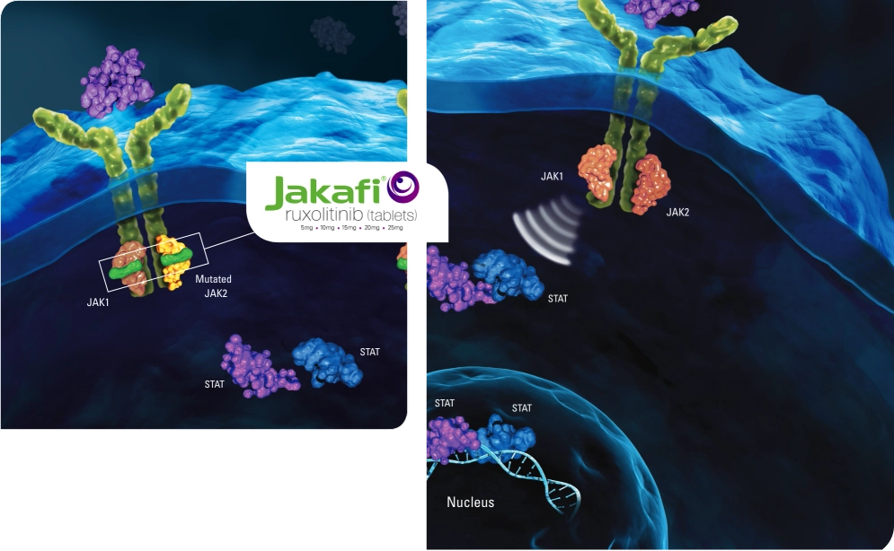 Mechanism of Action showing Jakafi® (ruxolitinib) targeting the JAK1 and JAK2 pathways